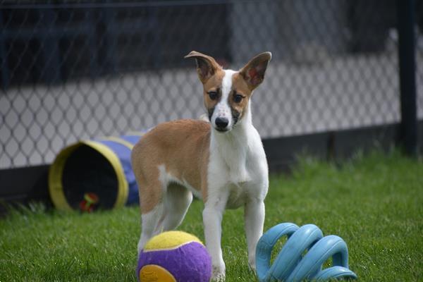 Grote foto whippet kruising pups dieren en toebehoren windhonden