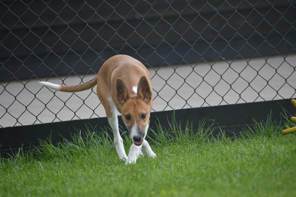 Grote foto whippet kruising pups dieren en toebehoren windhonden