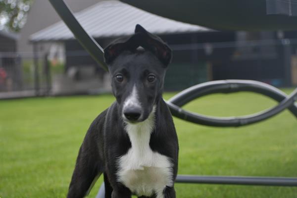 Grote foto whippet kruising pups dieren en toebehoren windhonden