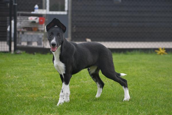 Grote foto whippet kruising pups dieren en toebehoren windhonden
