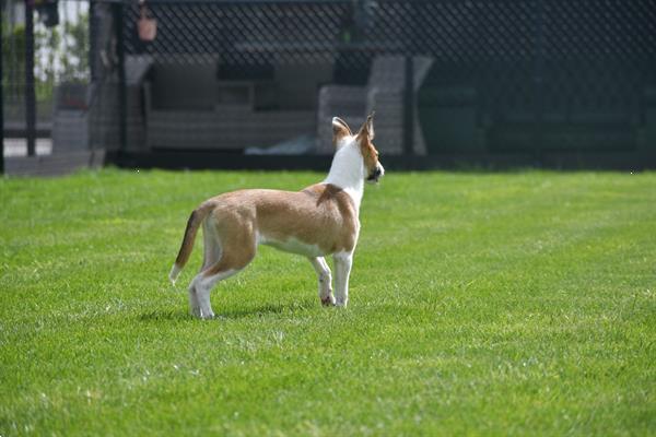 Grote foto whippet kruising pups dieren en toebehoren windhonden