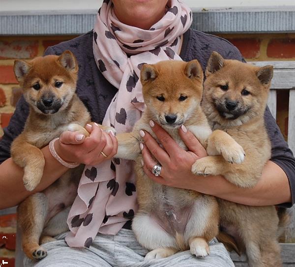 Grote foto shiba inu pups mooie keuze dieren en toebehoren poolhonden keeshonden en oertypen