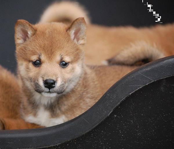 Grote foto shiba inu pups mooie keuze dieren en toebehoren poolhonden keeshonden en oertypen