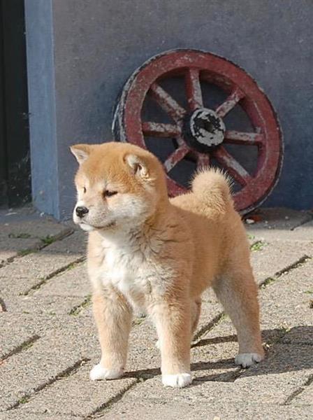 Grote foto shiba inu pups mooie keuze dieren en toebehoren poolhonden keeshonden en oertypen