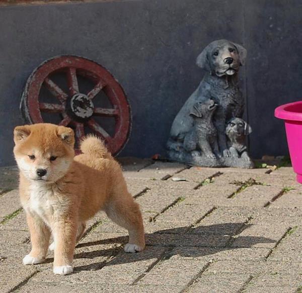 Grote foto shiba inu pups mooie keuze dieren en toebehoren poolhonden keeshonden en oertypen