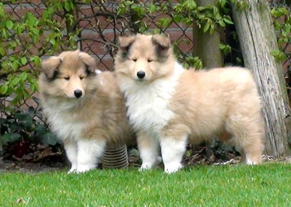 Grote foto schotse collie of lassie pups dieren en toebehoren herdershonden en veedrijvers