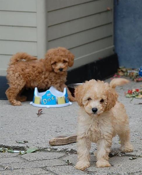 Grote foto poedel dwerg mooie keuze dieren en toebehoren chihuahua en gezelschapshonden