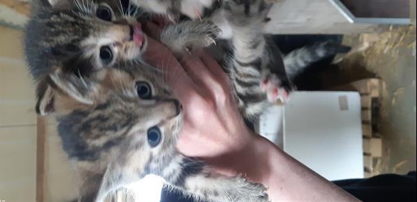 Grote foto prachtige kittens dieren en toebehoren overige katten