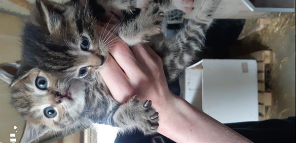 Grote foto prachtige kittens dieren en toebehoren overige katten