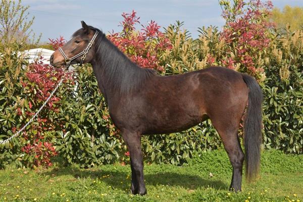 Grote foto paard te koop dieren en toebehoren pony