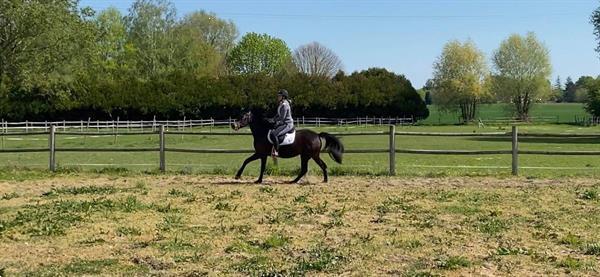 Grote foto paard te koop dieren en toebehoren pony