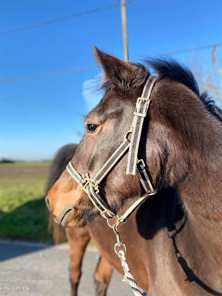 Grote foto paard te koop dieren en toebehoren pony