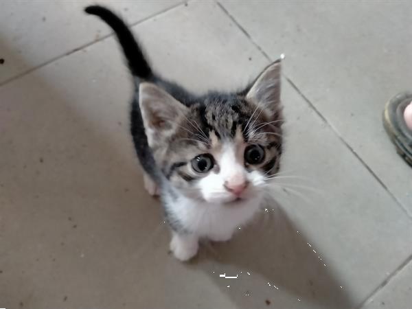 Grote foto super mini kittens dieren en toebehoren poezen