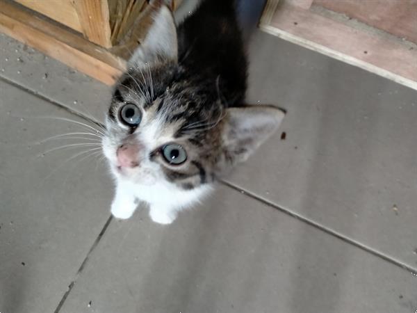 Grote foto super mini kittens dieren en toebehoren poezen