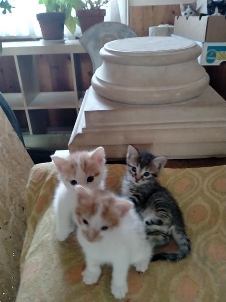 Grote foto super mini kittens dieren en toebehoren poezen
