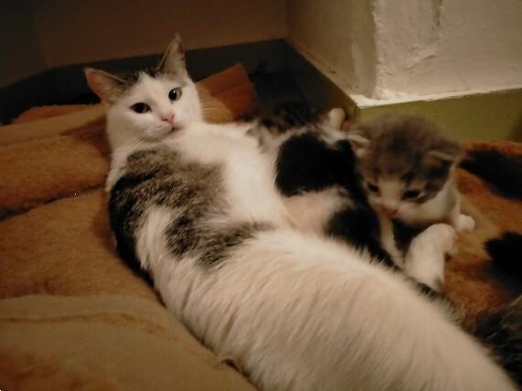 Grote foto super mini kittens dieren en toebehoren poezen