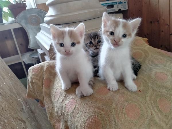 Grote foto super mini kittens dieren en toebehoren poezen