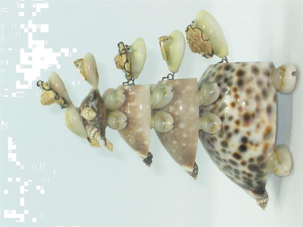 Grote foto schildpadjes gemaakt van schelpen verzamelen mineralen en fossielen