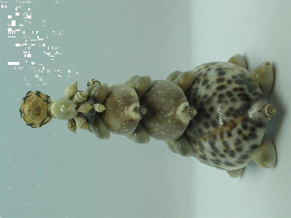 Grote foto schildpadjes gemaakt van schelpen verzamelen mineralen en fossielen