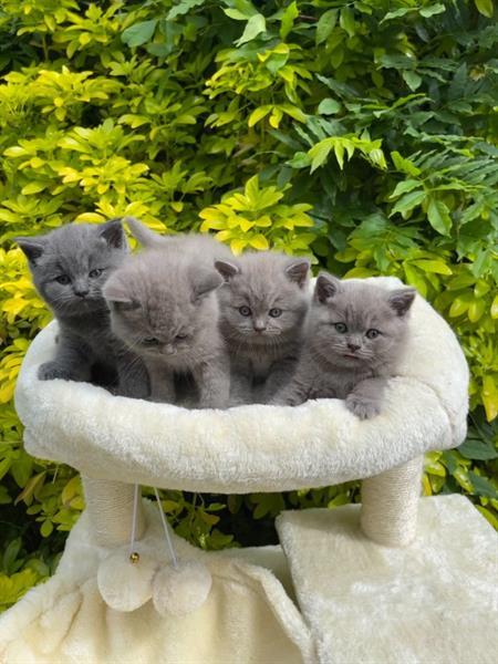 Grote foto amberkleurige ogen bsh blauwe kittens dieren en toebehoren raskatten korthaar