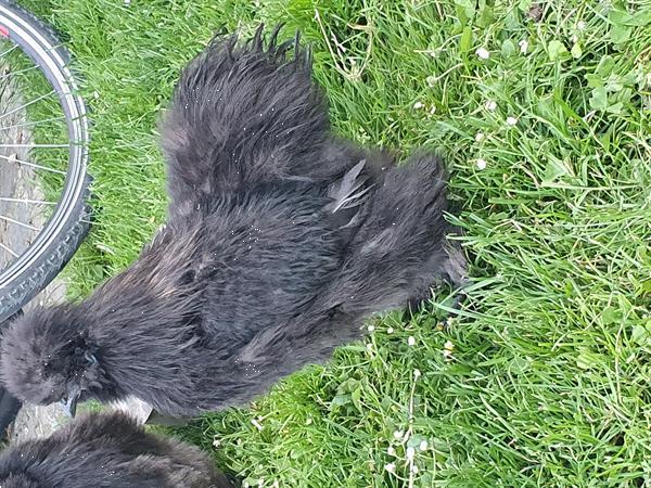 Grote foto zijdehoender dieren en toebehoren pluimvee