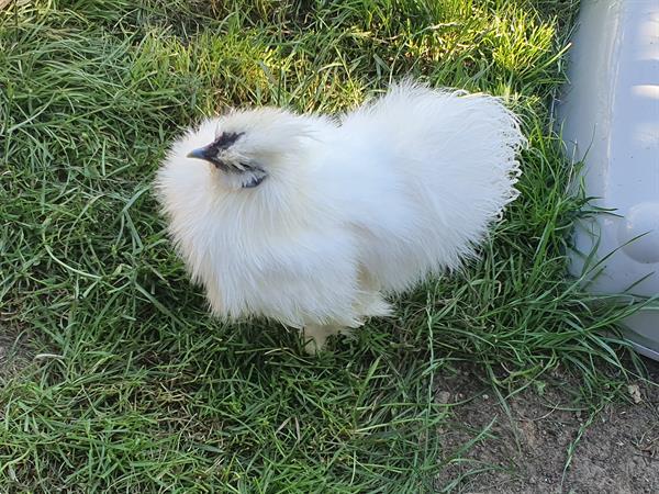 Grote foto zijdehoender dieren en toebehoren pluimvee