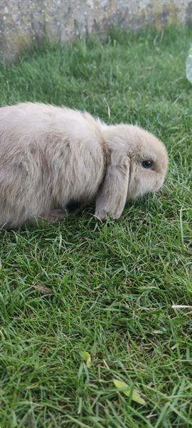 Grote foto nederlandse hangoortjes raszuivere dieren en toebehoren konijnen