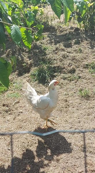 Grote foto satsumadori dieren en toebehoren pluimvee