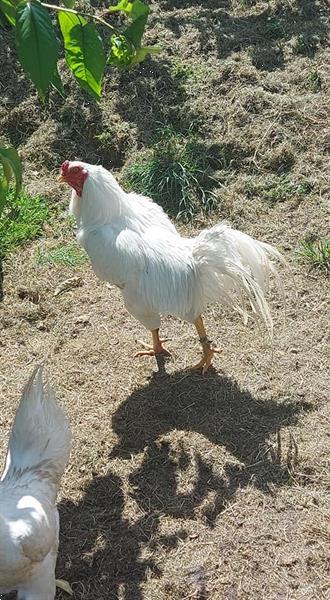 Grote foto satsumadori dieren en toebehoren pluimvee