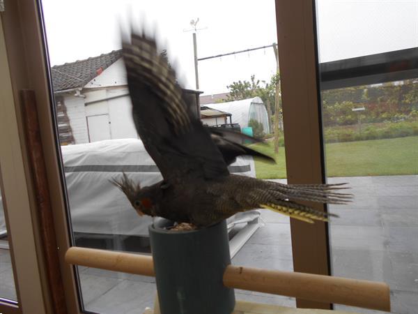 Grote foto tamme valkparkieten dieren en toebehoren parkieten en papegaaien