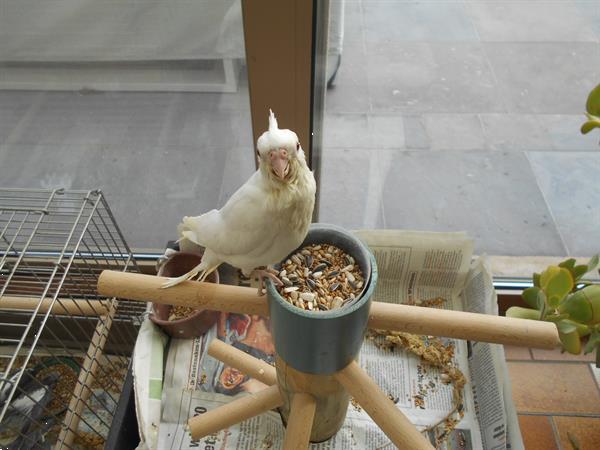 Grote foto tamme valkparkieten dieren en toebehoren parkieten en papegaaien