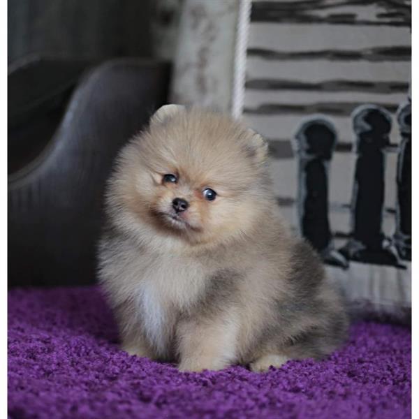 Grote foto pomeriaan pomeranian teefjes stamboom dieren en toebehoren poolhonden keeshonden en oertypen