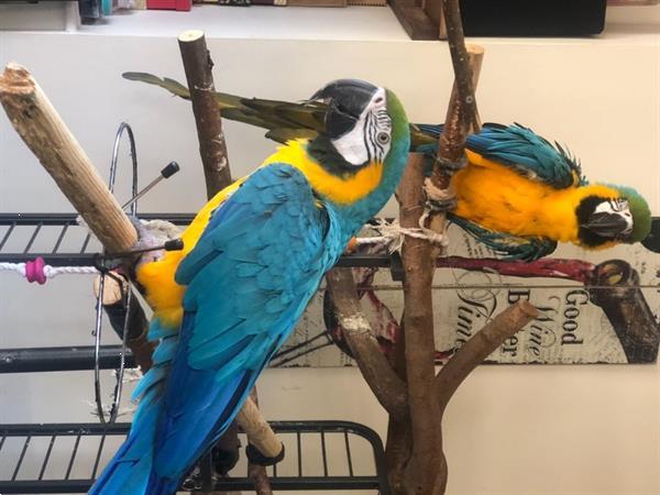 Grote foto life size 4 blauw gouden ara dieren en toebehoren parkieten en papegaaien