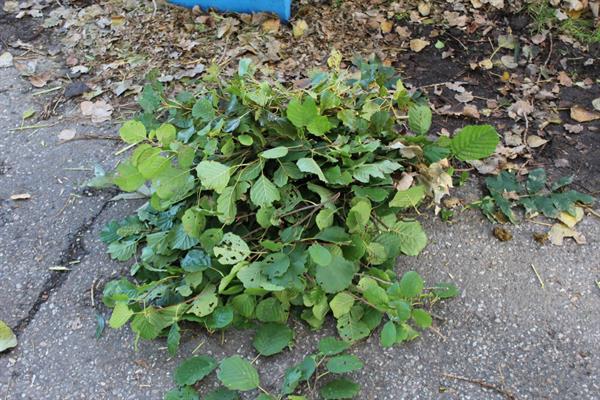 Grote foto kraffter bio versnipperaar 8cm aftakas tuin en terras tuingereedschap