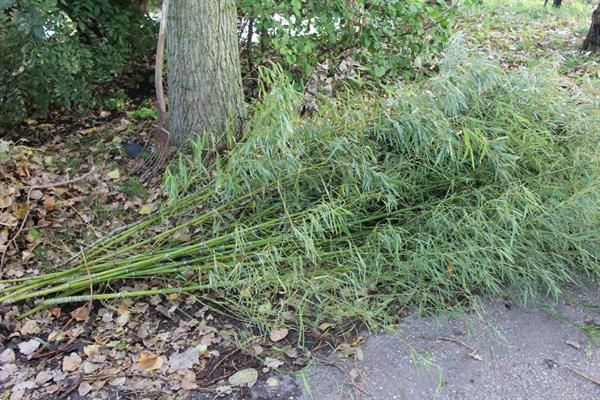 Grote foto kraffter bio versnipperaar 8cm aftakas tuin en terras tuingereedschap
