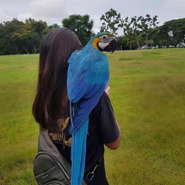 Grote foto blauw gouden ara grote kooi baars dieren en toebehoren parkieten en papegaaien