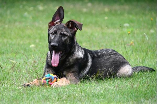 Grote foto duitse herder junior pups te koop reutjes dieren en toebehoren herdershonden en veedrijvers