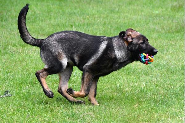 Grote foto duitse herder junior pups te koop reutjes dieren en toebehoren herdershonden en veedrijvers