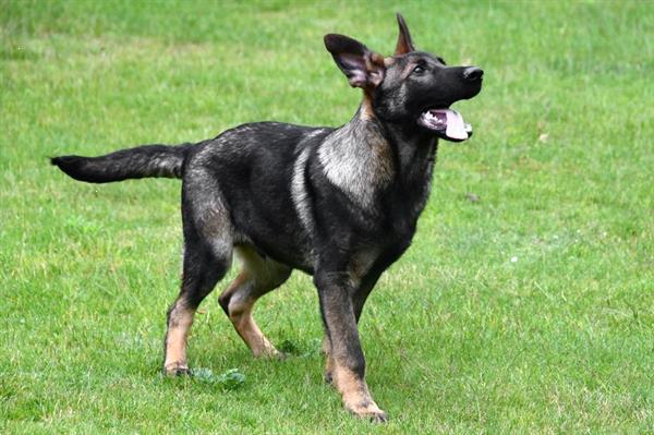 Grote foto duitse herder junior pups te koop reutjes dieren en toebehoren herdershonden en veedrijvers