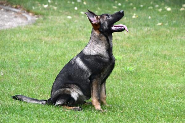 Grote foto duitse herder junior pups te koop reutjes dieren en toebehoren herdershonden en veedrijvers