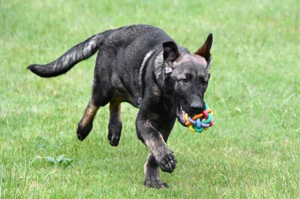 Grote foto duitse herder junior pups te koop reutjes dieren en toebehoren herdershonden en veedrijvers