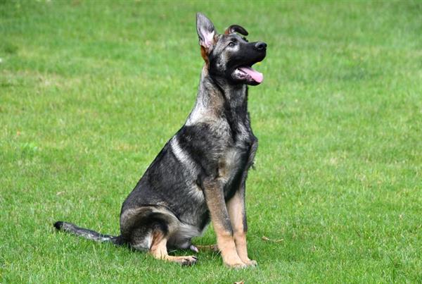 Grote foto duitse herder junior pups te koop reutjes dieren en toebehoren herdershonden en veedrijvers