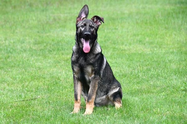 Grote foto duitse herder junior pups te koop reutjes dieren en toebehoren herdershonden en veedrijvers