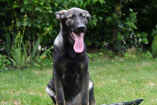 Grote foto duitse herder junior pups te koop reutjes dieren en toebehoren herdershonden en veedrijvers