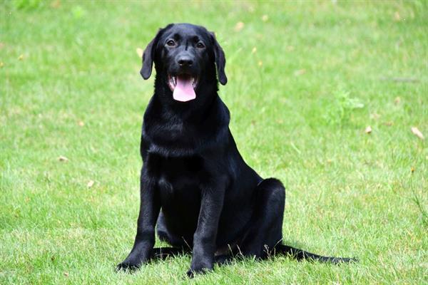 Grote foto zwarte labrador pup reutje te koop dieren en toebehoren retrievers spani ls en waterhonden