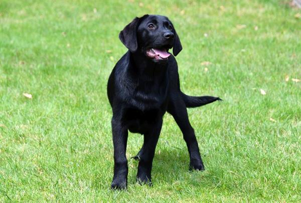 Bekijk het internet Onderscheiden succes Zwarte Labrador Pup (Reutje) te Koop Kopen | Retrievers, Spaniëls en  Waterhonden