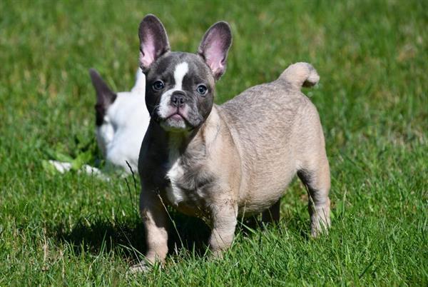 Grote foto franse bulldog pups te koop dieren en toebehoren bulldogs pinschers en molossers