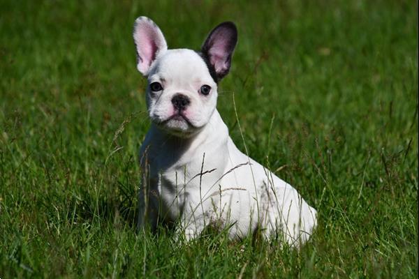 Grote foto franse bulldog pups te koop dieren en toebehoren bulldogs pinschers en molossers