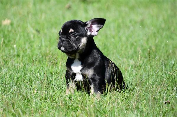 Grote foto franse bulldog pups te koop dieren en toebehoren bulldogs pinschers en molossers