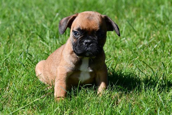 Grote foto franse bulldog pups te koop dieren en toebehoren bulldogs pinschers en molossers